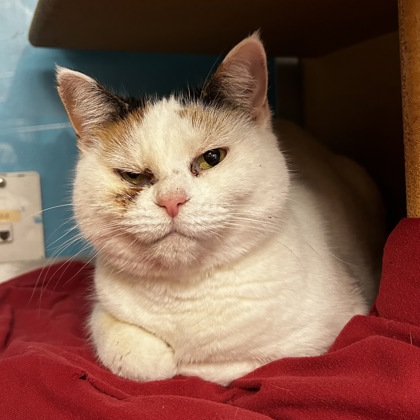 Whitey