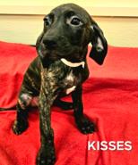 Kisses