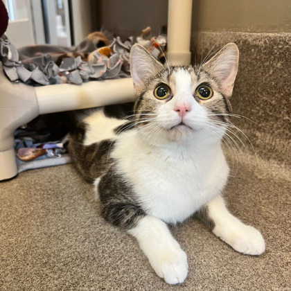 Clovis - Available Fri. Mar. 27 @ 12pm