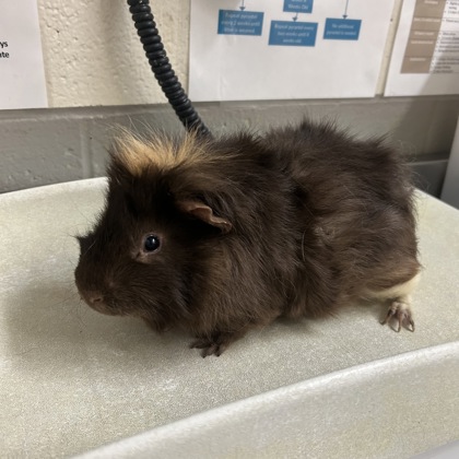 Beans - Bonded Pair!