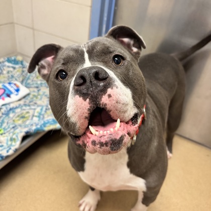 Gemma