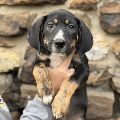 Eddie - Available Fri. Dec. 12 @ 11am