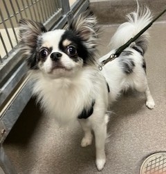 Chico
