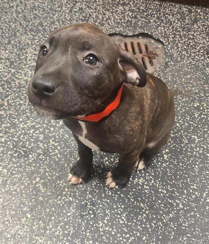 Pretty Girl