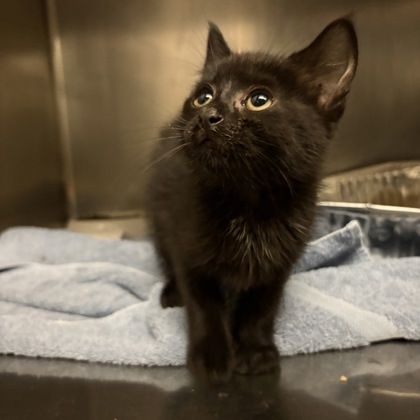 "Felixx" - Adoption Hold!