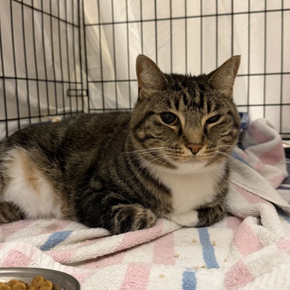 Kat