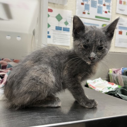 "Bitsy" - Foster Hold!