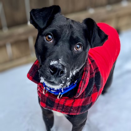 Frankie - Video & Staff Pick!