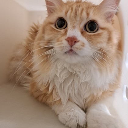 Skipper