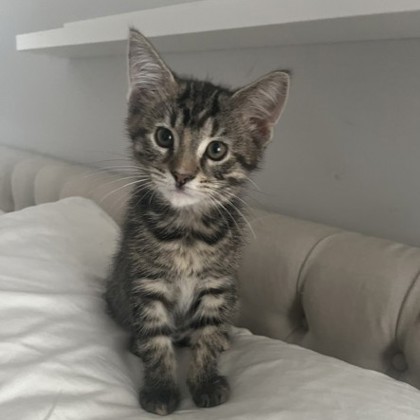 Tabby 2