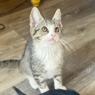 Tikka