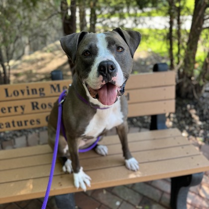 Goldie - Video, Volunteer Pick & Benchwarmer!