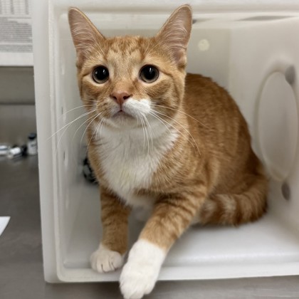 Garfield