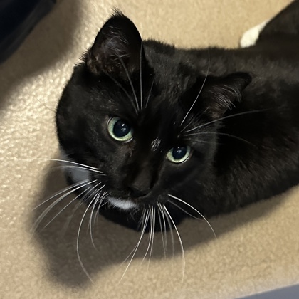 Onyx - Required Couple!