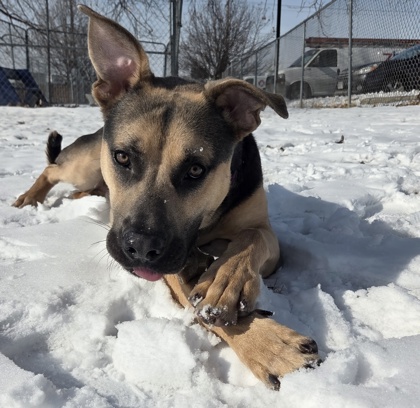 Nitrile - Benchwarmer!