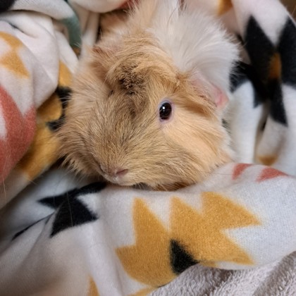 Butters - Required Pair!