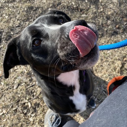 Manny - Video, Staff Pick & Benchwarmer!