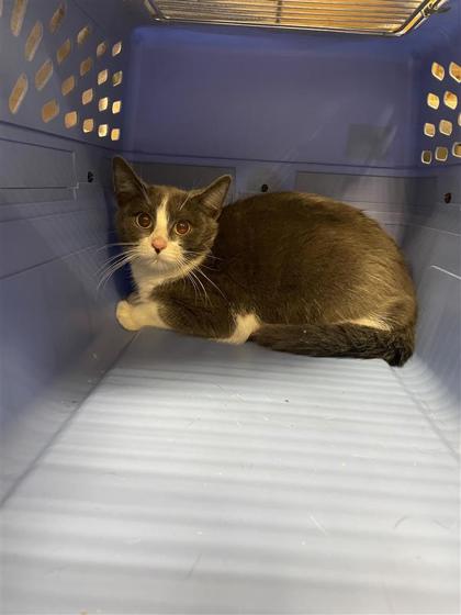 Kirito - Working Cat!