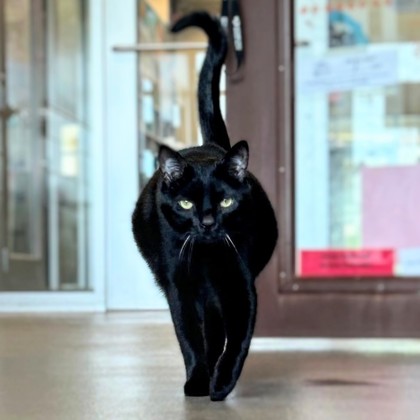 Smudge