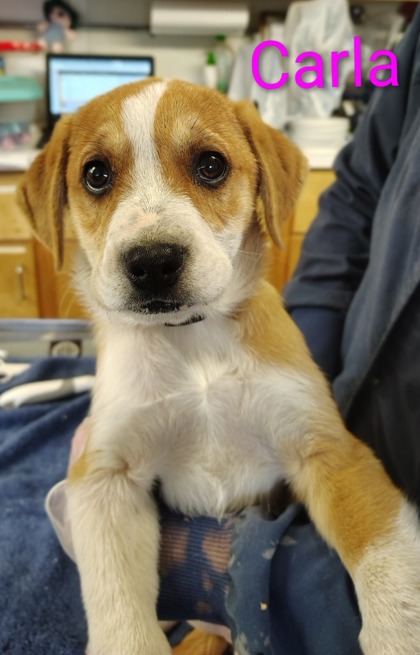 Carla