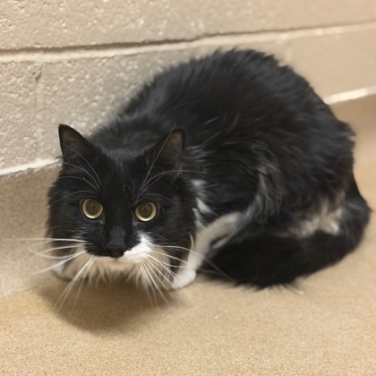 Xen - Required Couple!