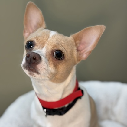 "Dolly" - ADOPTION HOLD!!!!