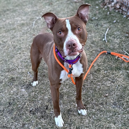 Bam Bam - Benchwarmer!