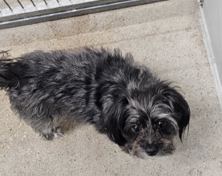 "Gary" - Adoption Hold!