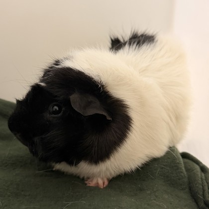 Oreo