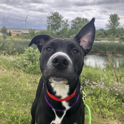 Bella