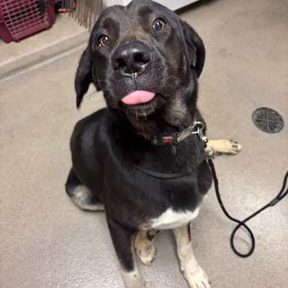 Kali