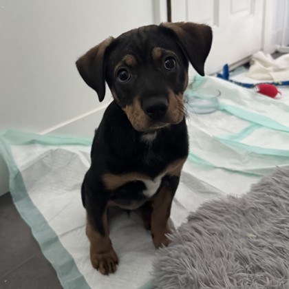 Phoebe - Available Sat. Jan. 24 @ 3pm!