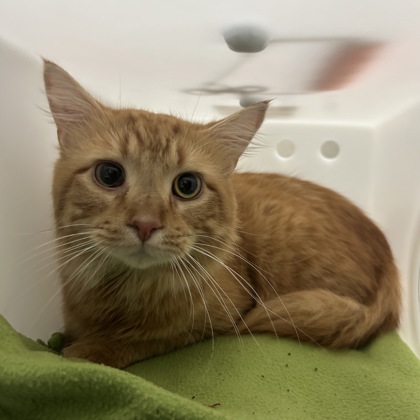 Cheddar