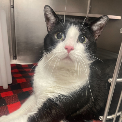 “Mr. Chonk”