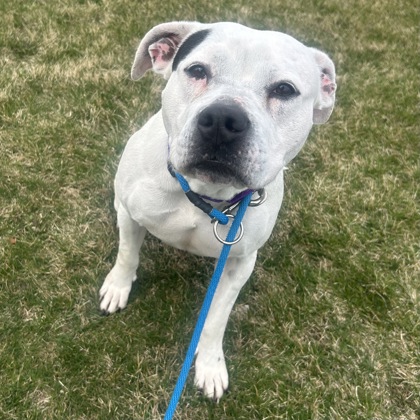 Daisy - Benchwarmer!