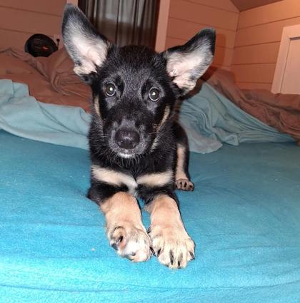 Stella