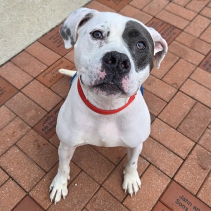 Alfalfa - Benchwarmer!