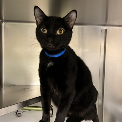 Salem