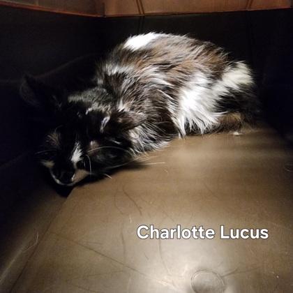 Charlotte Lucus