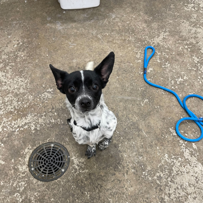 "Dotty" - Adoption hold!