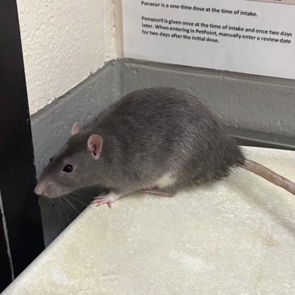 Magic- Required Pair!