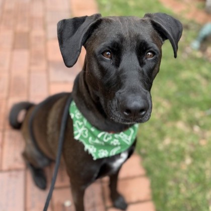 Stella – Staff Pick & Benchwarmer!