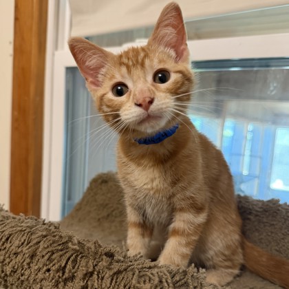 Milo