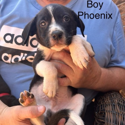 Phoenix