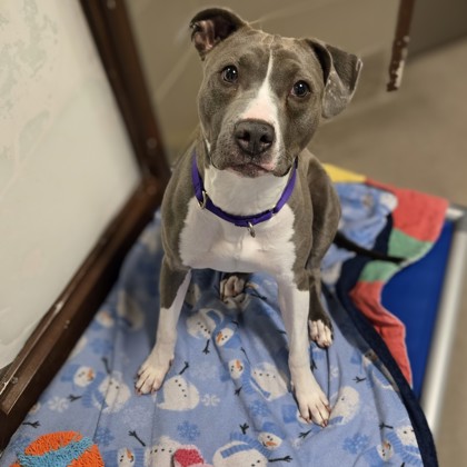 Josie - Benchwarmer!