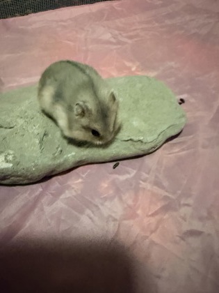 Tangerine Torta-Video!