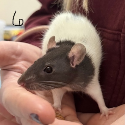 Glitter - Required Pair!