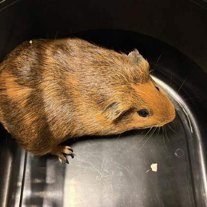Peanut