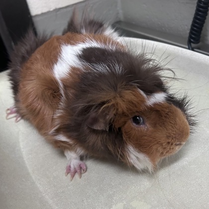 Gizmo