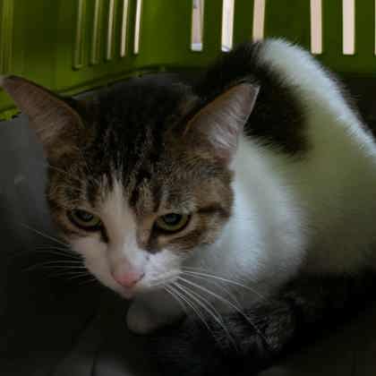 "Boo" - Adoption Hold